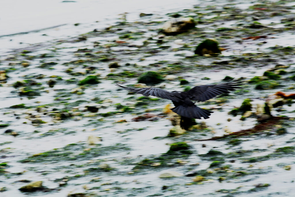 A crow lands above a seaweed-covered beach at low tide.